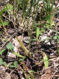 Crepis tectorum