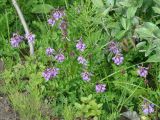 Astragalus subpolaris