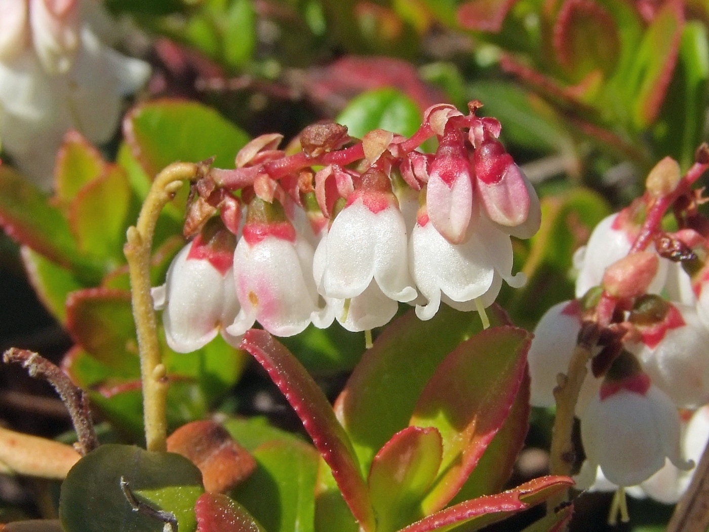 Изображение особи Vaccinium vitis-idaea.