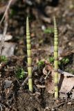 Equisetum pratense