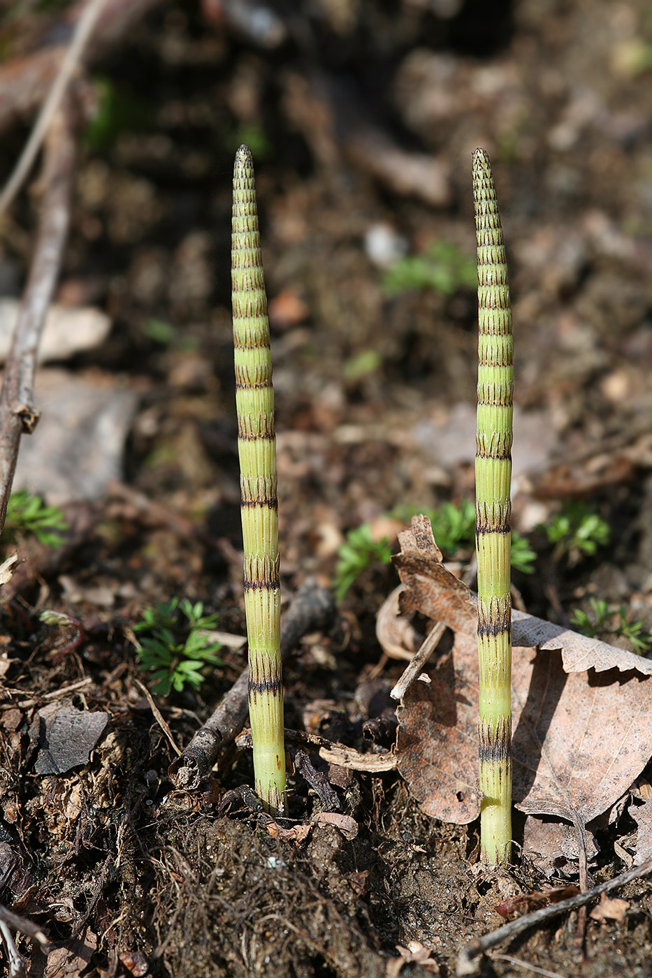 Image of Equisetum pratense specimen.