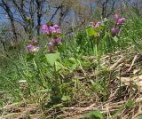 Lamium maculatum