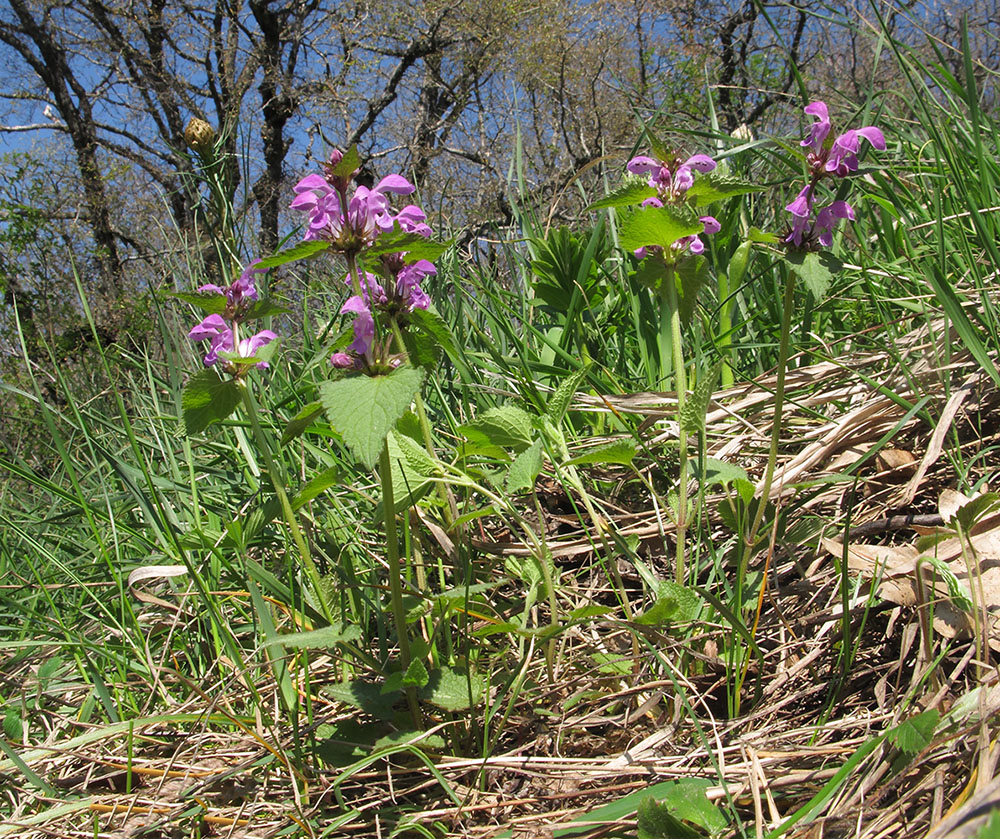 Изображение особи Lamium maculatum.