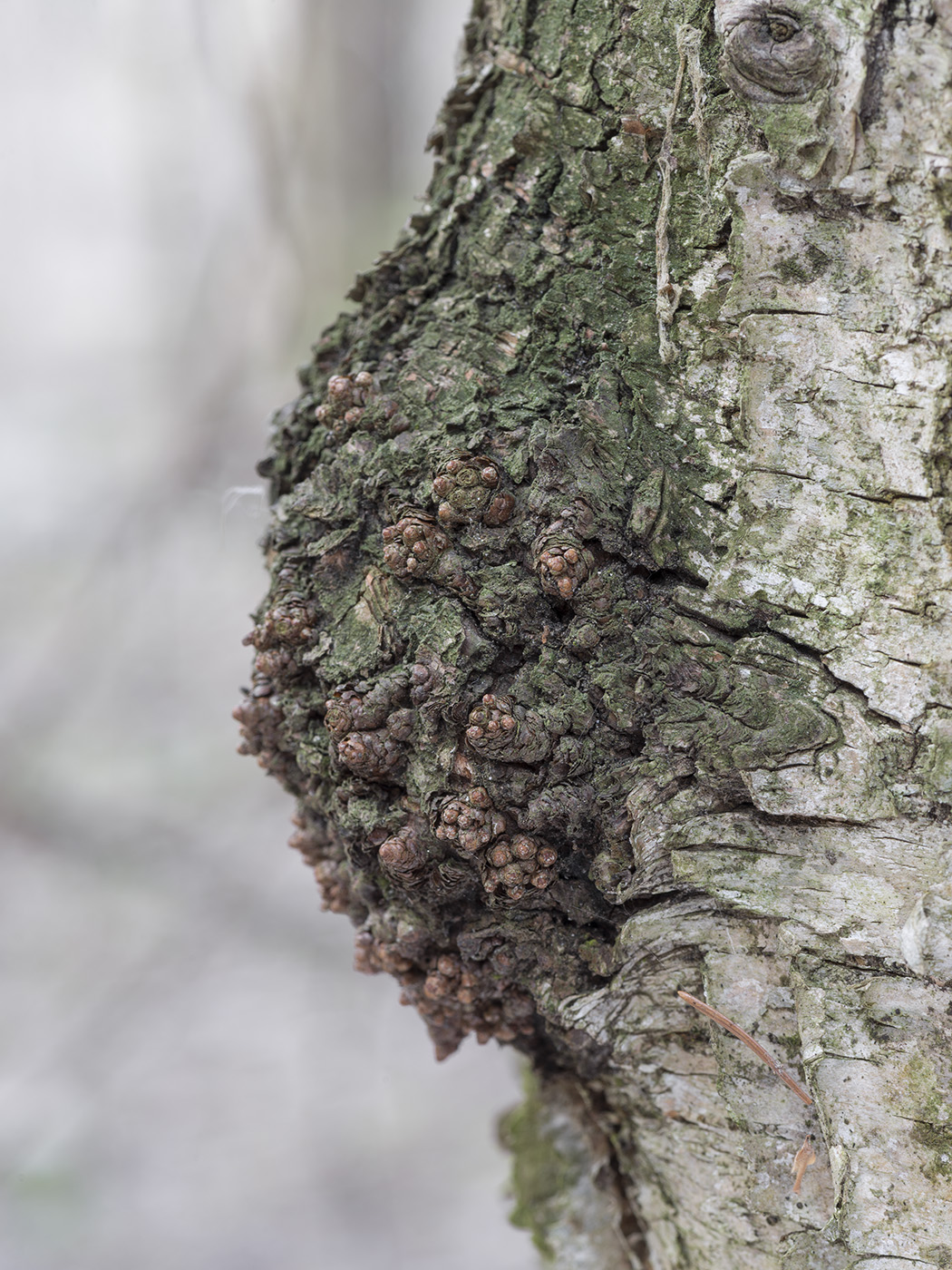 Изображение особи род Betula.