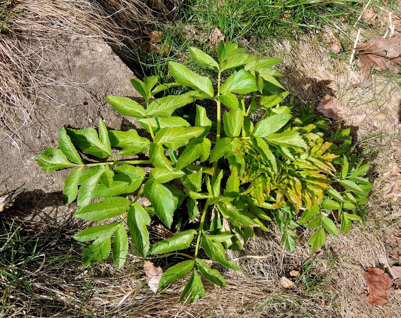 Изображение особи Archangelica officinalis.