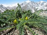 Astragalus lithophilus