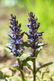 Ajuga reptans