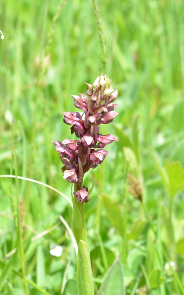 Изображение особи Anacamptis coriophora.