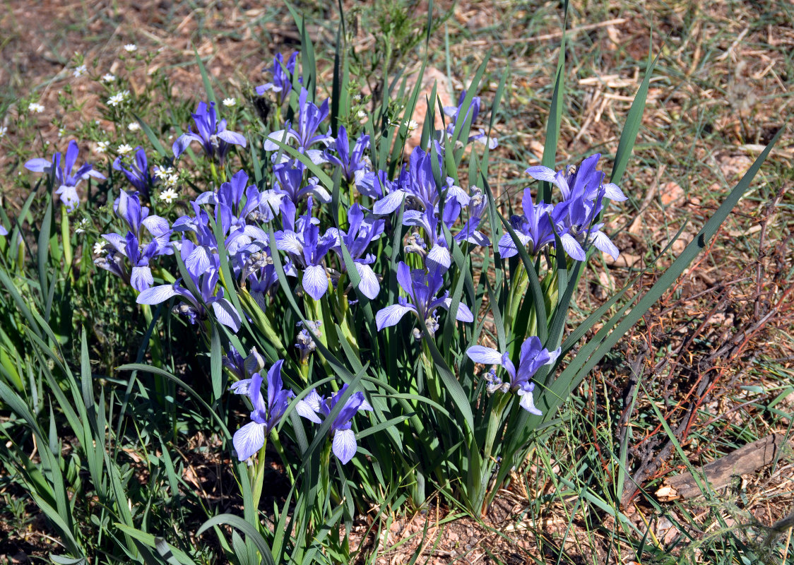 Изображение особи Iris lactea.