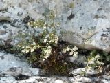 Asplenium ruta-muraria. Растение на скале. Крым, Ялта, Ставрикайская тропа. 19.04.2010.