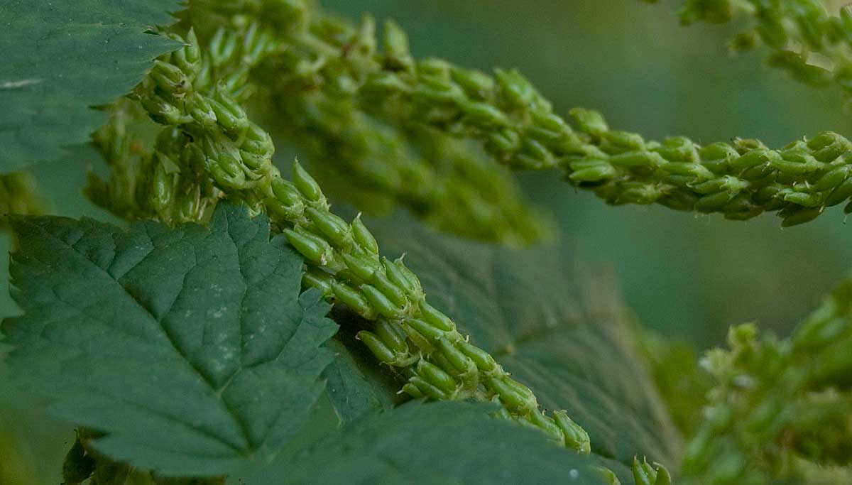 Image of Aruncus sylvestris specimen.
