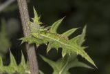 Echinops sphaerocephalus. Участок стебля с листом и развивающимся пазушным генеративным побегом. Саратов, обочина дороги. 23.07.2017.