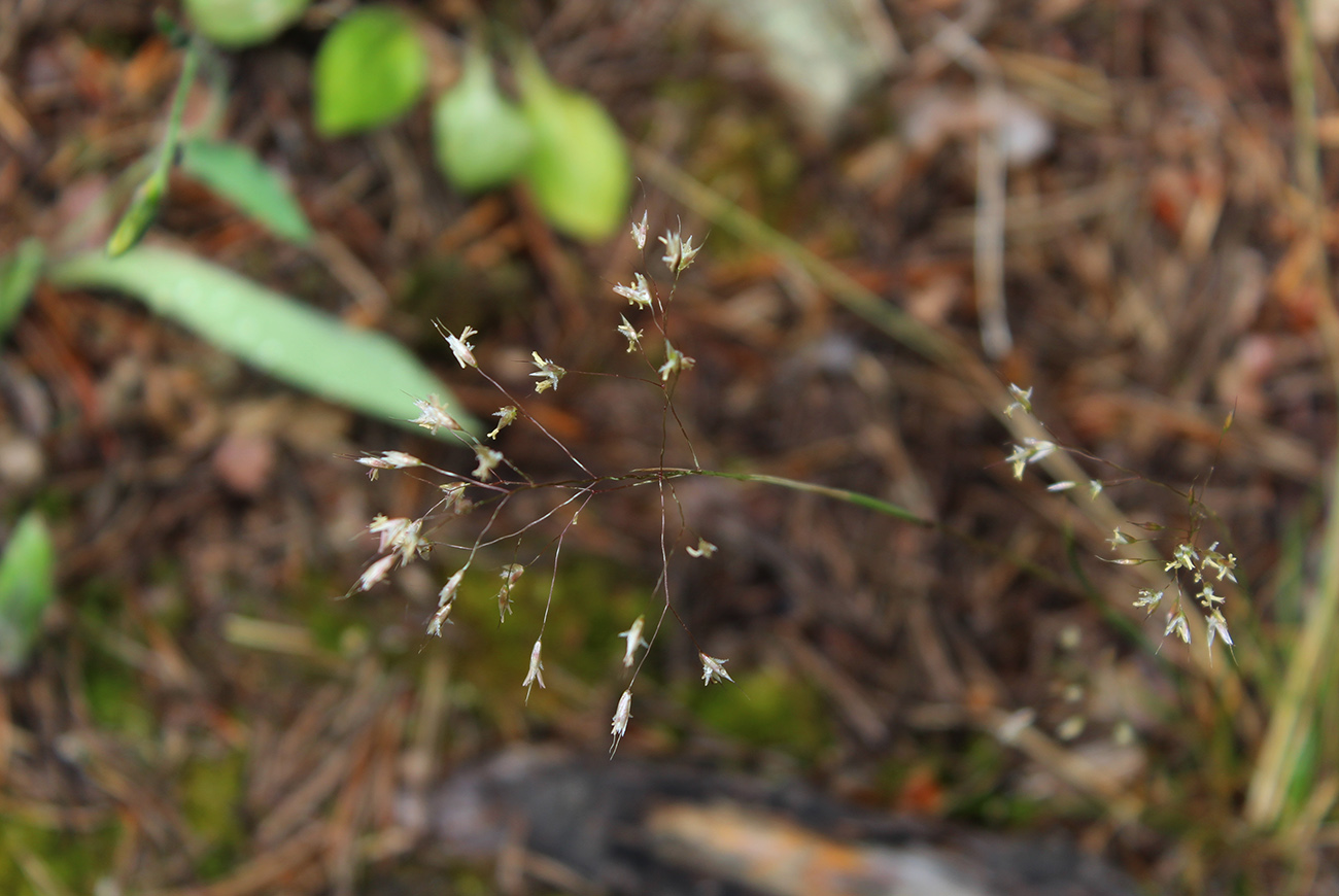 Image of Avenella flexuosa specimen.