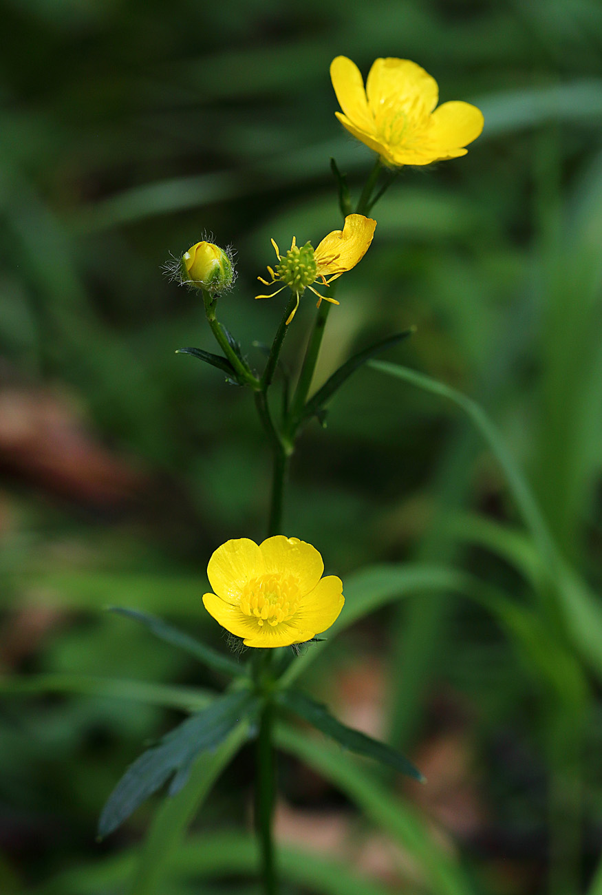 Image of Ranunculus acris specimen.