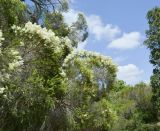 Melaleuca halmaturorum