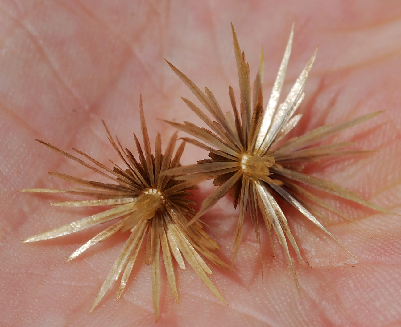 Image of Carthamus &times; turkestanicus specimen.