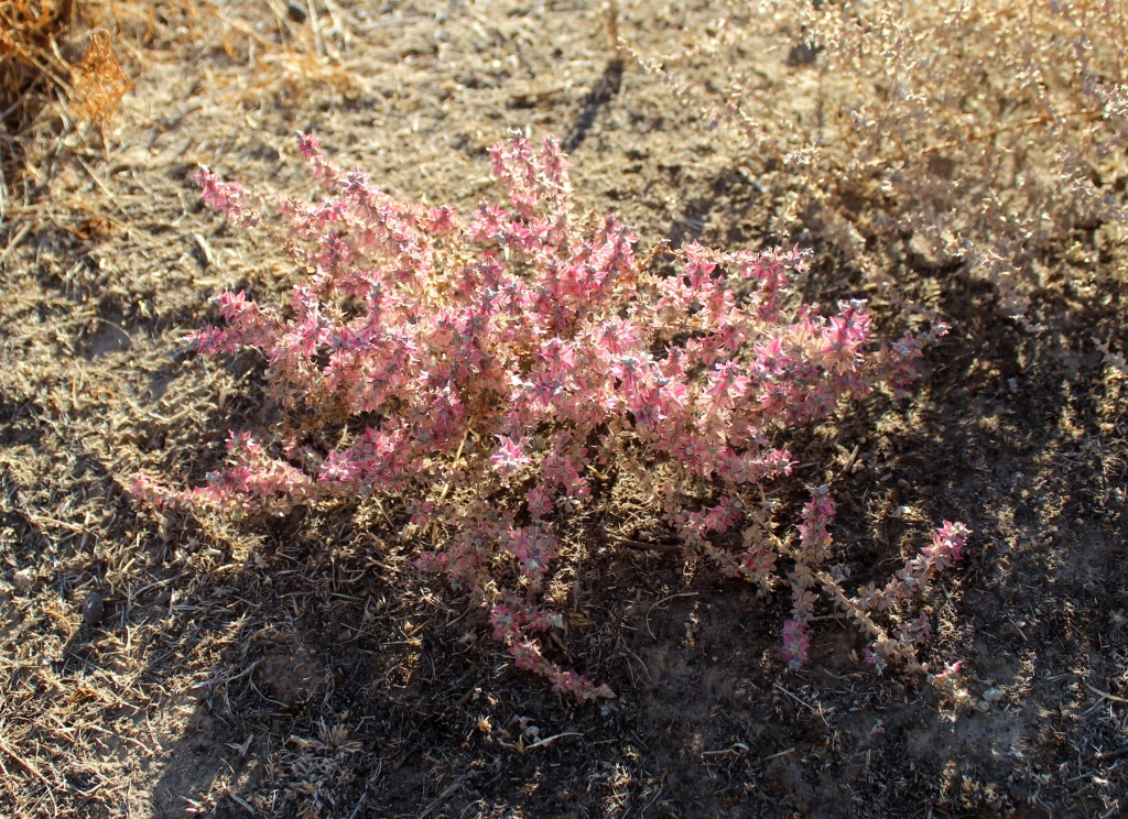 Image of Salsola leptoclada specimen.