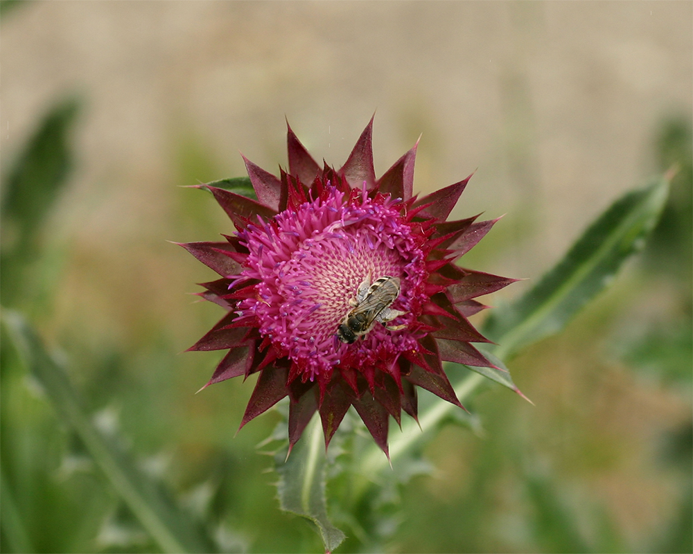 Image of Carduus thoermeri specimen.