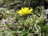 Taraxacum pavlovii. Цветущее растение. Казахстан, Сев. Тянь-Шань, Заилийский Алатау в окр. г. Алматы, Большое Алматинское ущ., р-н Космостанции, 3380 м н.у.м. 15 июня 2017 г.