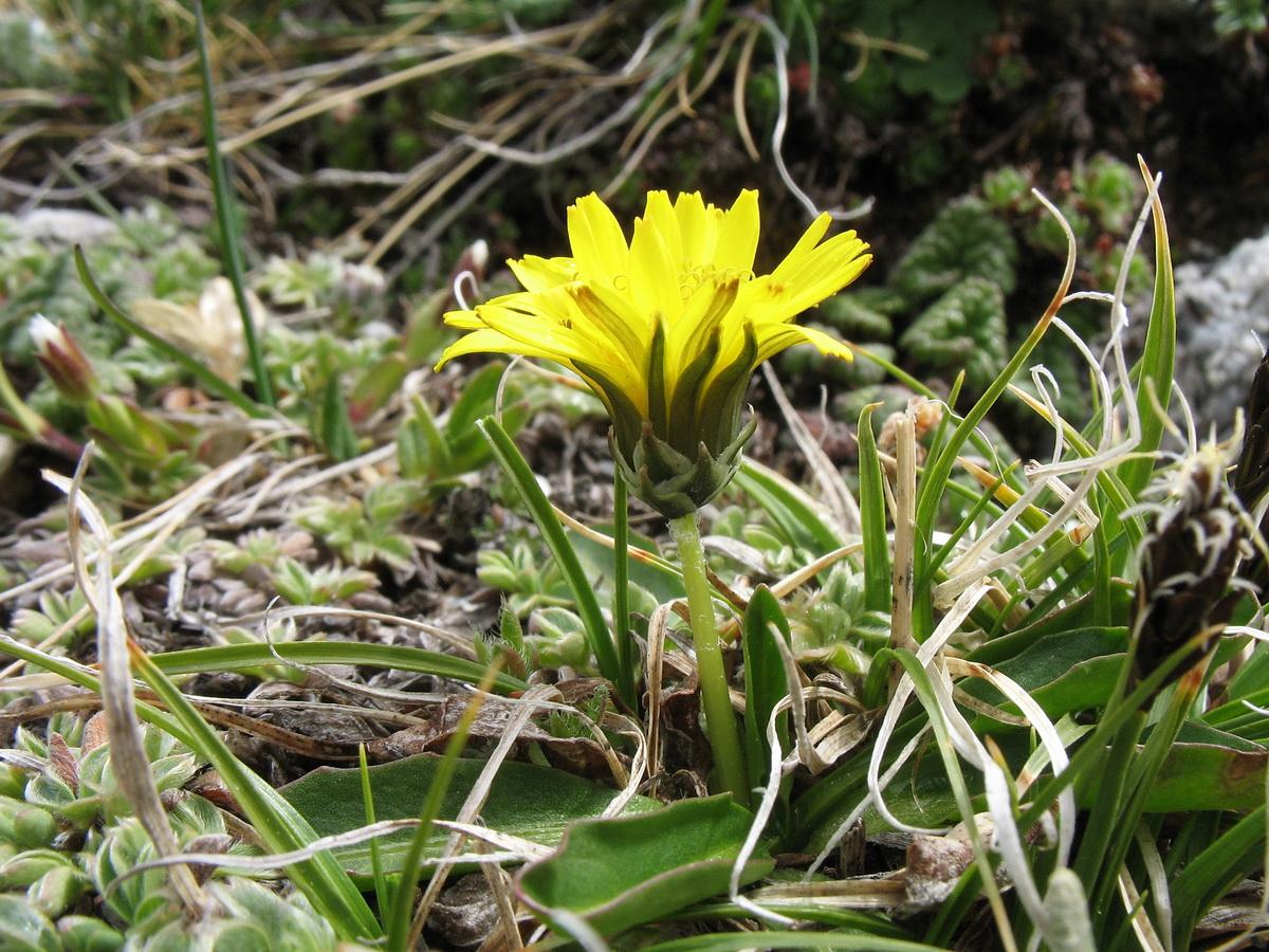 Image of Taraxacum pavlovii specimen.