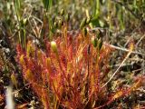 Drosera anglica. Плодоносящее растение. Магаданская обл., Ольский р-н, окр. оз. Глухое, осоково-сфагновое болото. 31.07.2017.