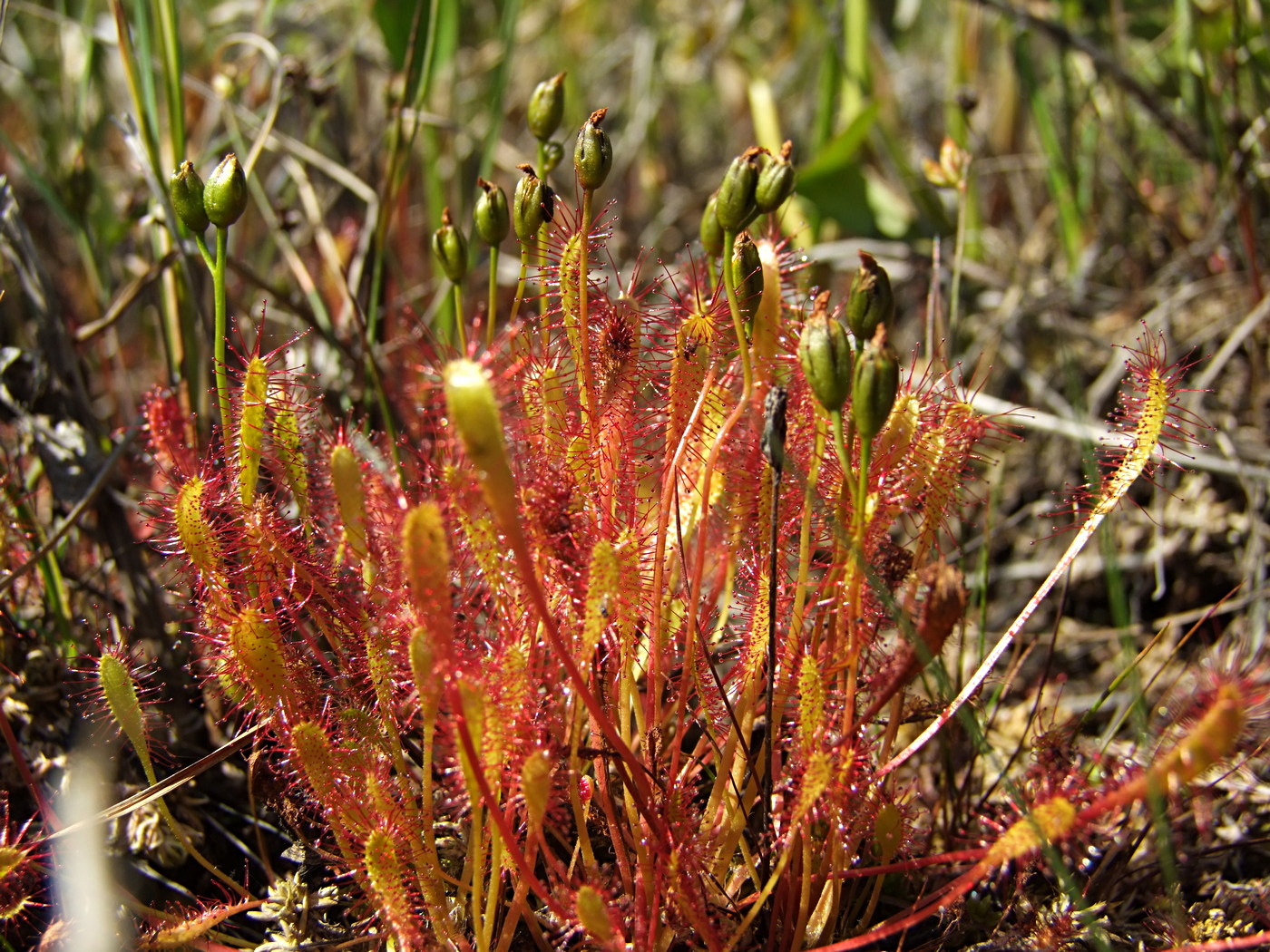 Изображение особи Drosera anglica.