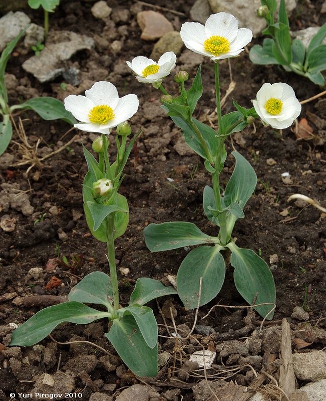 Image of Ranunculus amplexicaulis specimen.