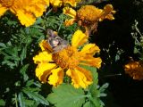 Tagetes erecta