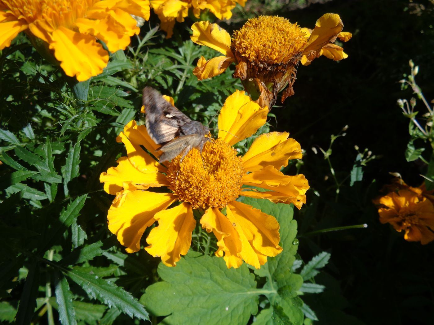 Изображение особи Tagetes erecta.