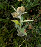 Centaurea abnormis