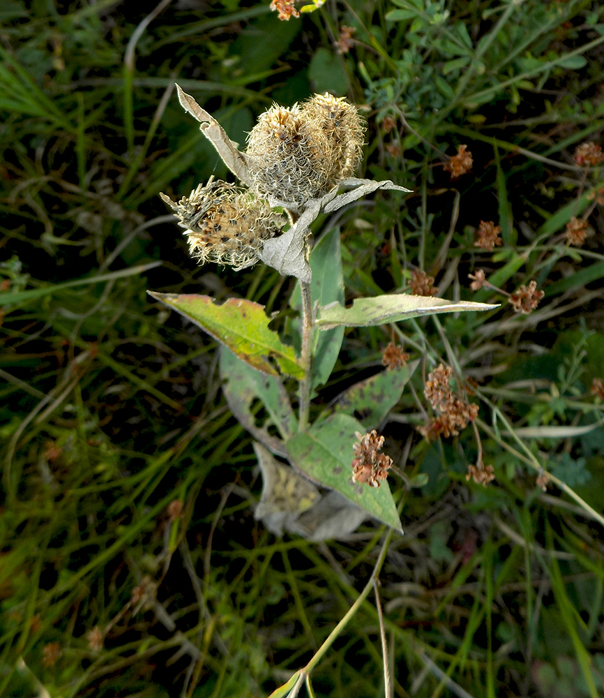 Image of Centaurea abnormis specimen.