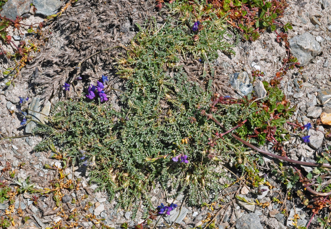 Изображение особи Oxytropis tianschanica.