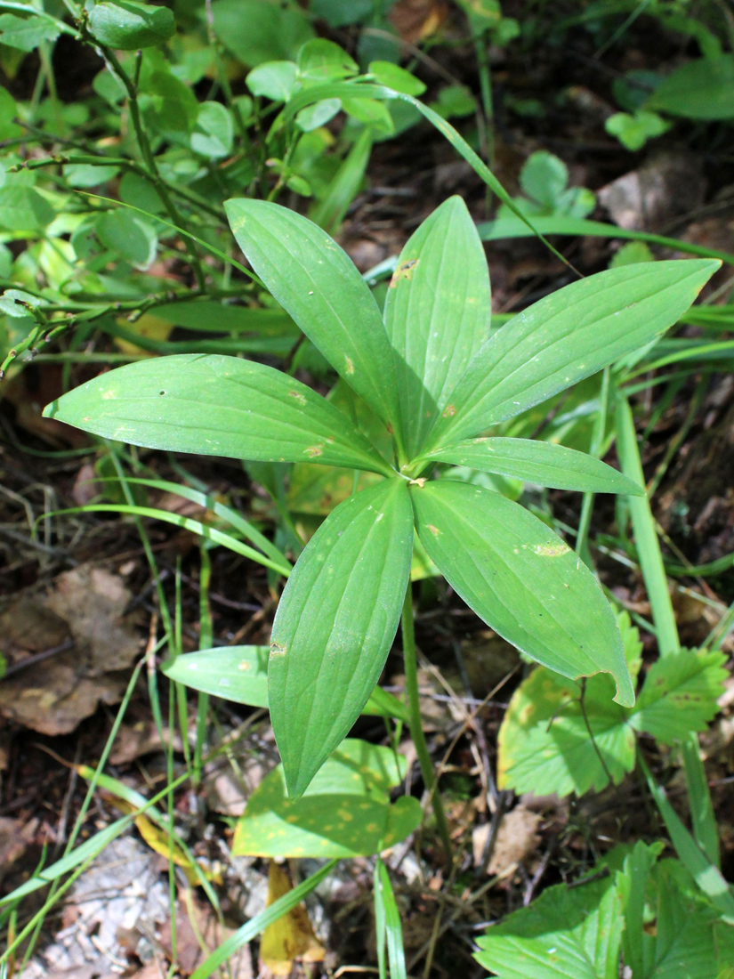 Image of Lilium martagon specimen.