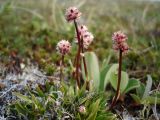 Tofieldia coccinea. Цветущее растение. Чукотка, побережье бухты Провидения. 01.07.2007.