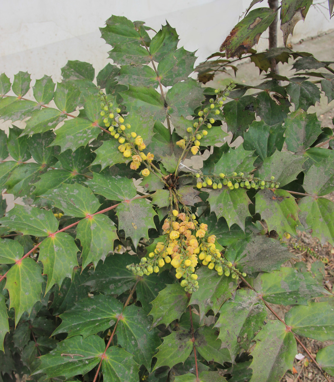 Image of Mahonia &times; media specimen.