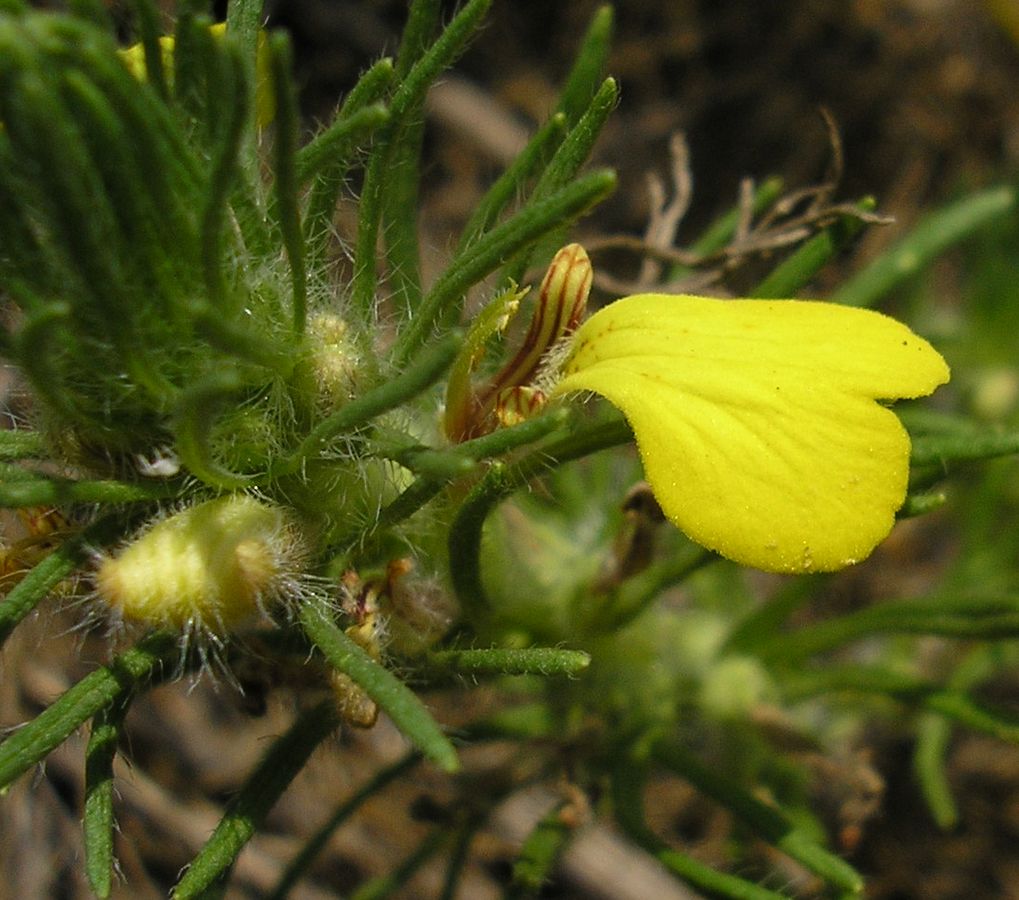 Image of Ajuga chia specimen.