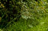 genus Agrostis. Верхушка цветущего растения в дождевых каплях. Средний Урал, Пермский край, Добрянский р-н, 3 км от ст. Ярино к востоку, опушка смешанного леса. 12 августа 2017 г.