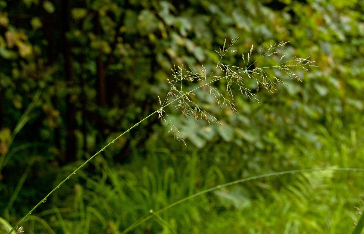 Изображение особи род Agrostis.