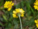 Anthemis marschalliana подвид pectinata. Соцветие (вид со стороны обертки). Абхазия, Рицинский реликтовый национальный парк, гора Агура, урочище Каменная Поляна, ≈ 2300 м н.у.м., субальпийский луг. 14.07.2017.