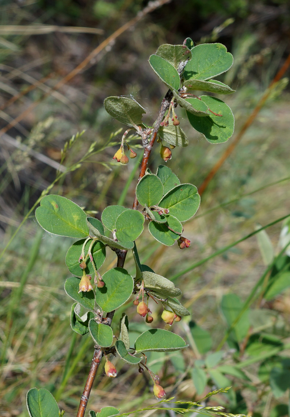 Image of Cotoneaster melanocarpus specimen.