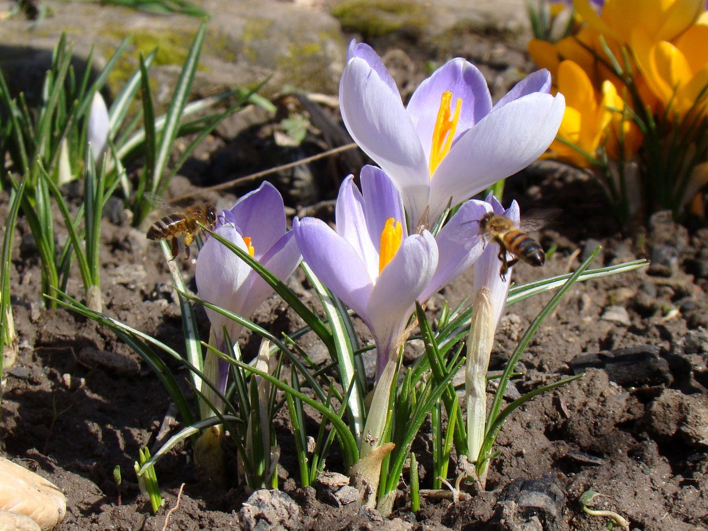 Изображение особи Crocus vernus.