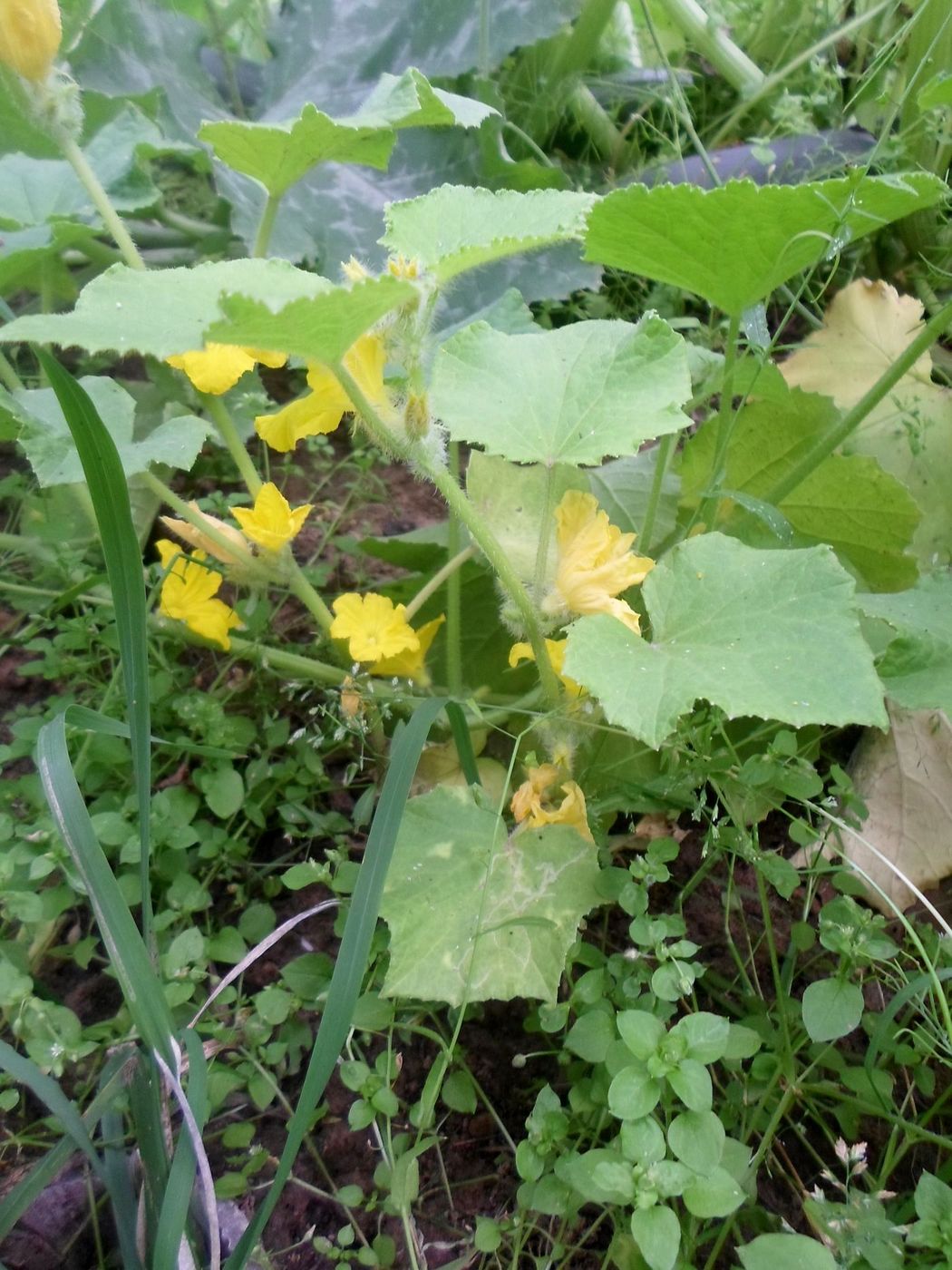 Изображение особи Cucumis sativus.