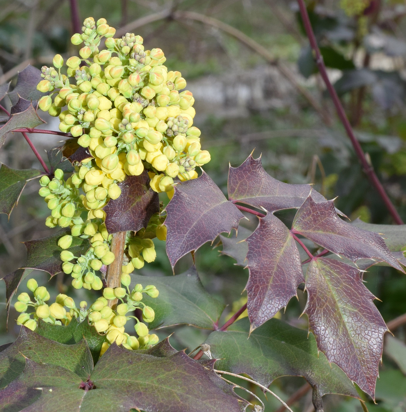 Image of Mahonia aquifolium specimen.