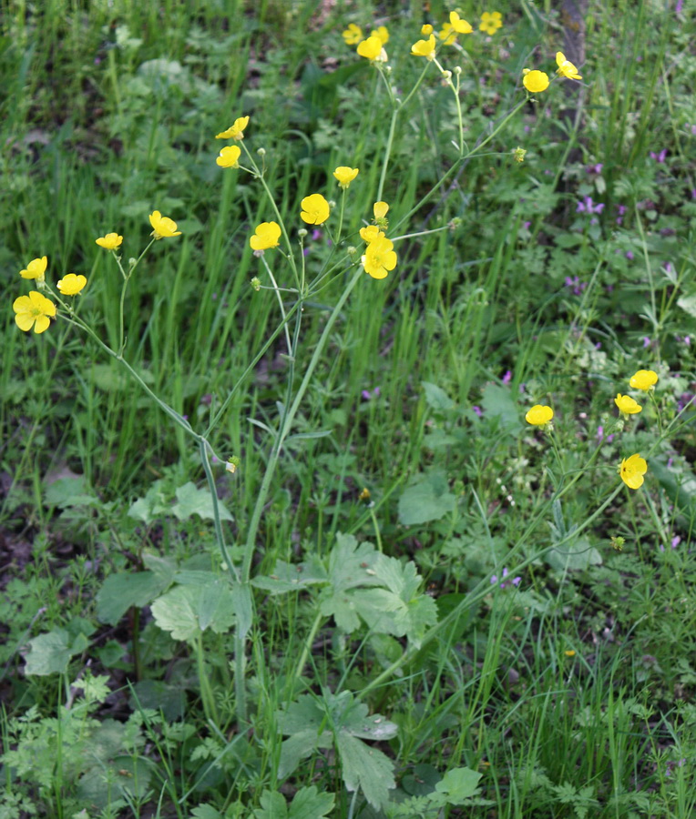 Изображение особи Ranunculus constantinopolitanus.