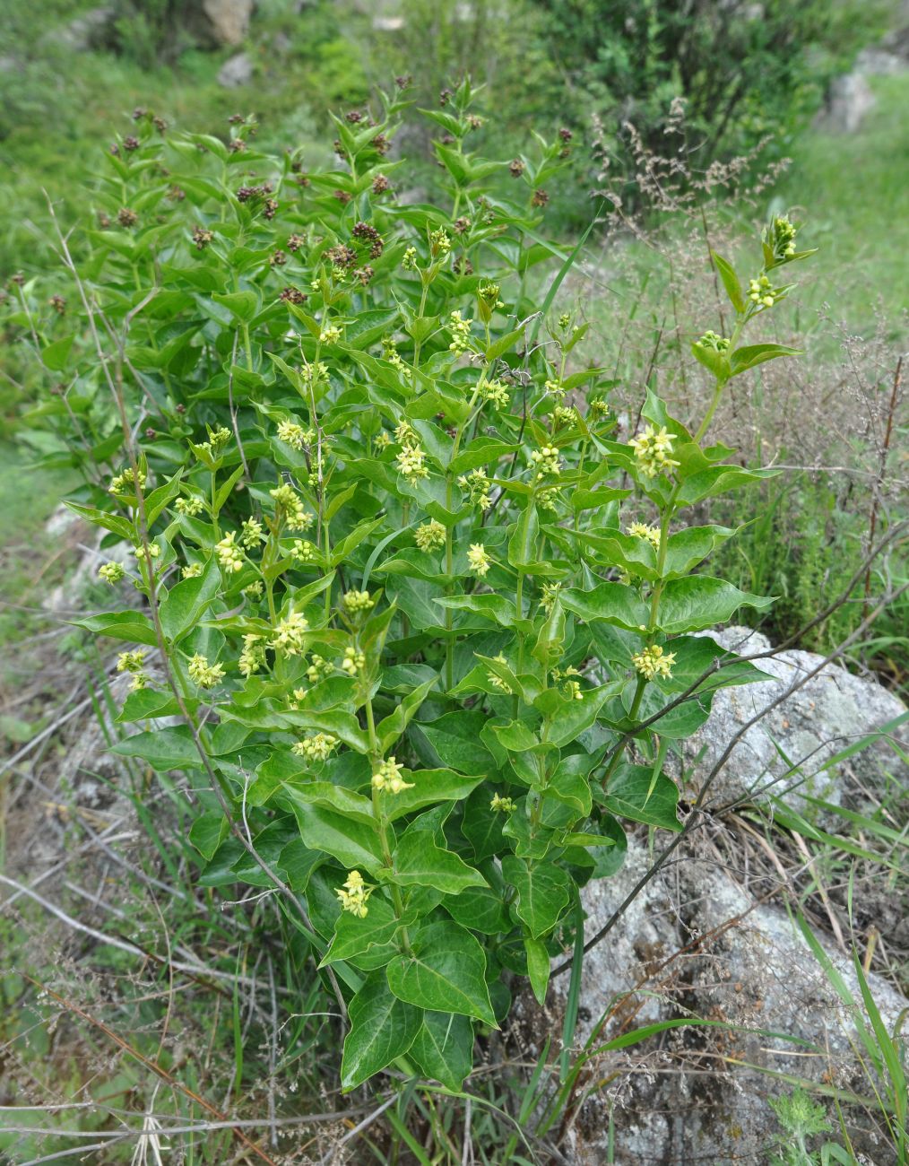 Image of Vincetoxicum hirundinaria specimen.