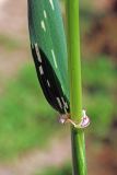 Hordeum spontaneum