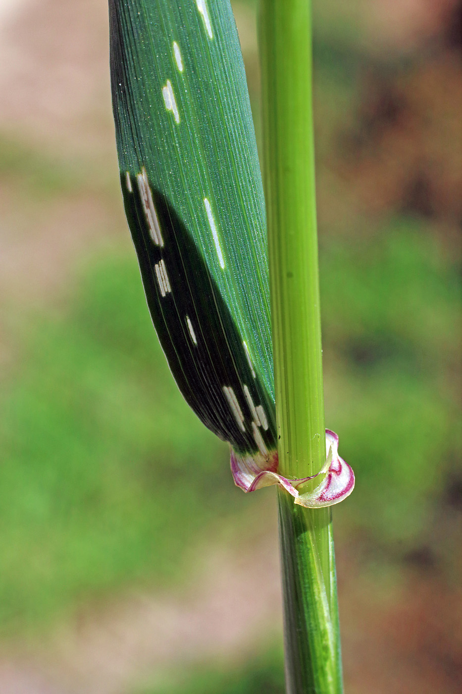 Image of Hordeum spontaneum specimen.