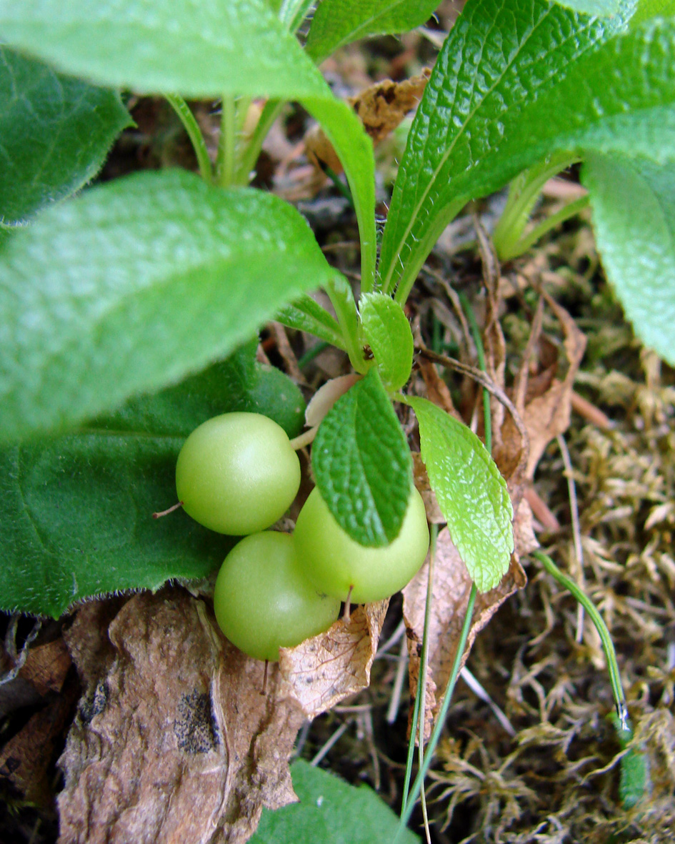 Изображение особи Arctous erythrocarpa.