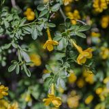 Jasminum fruticans