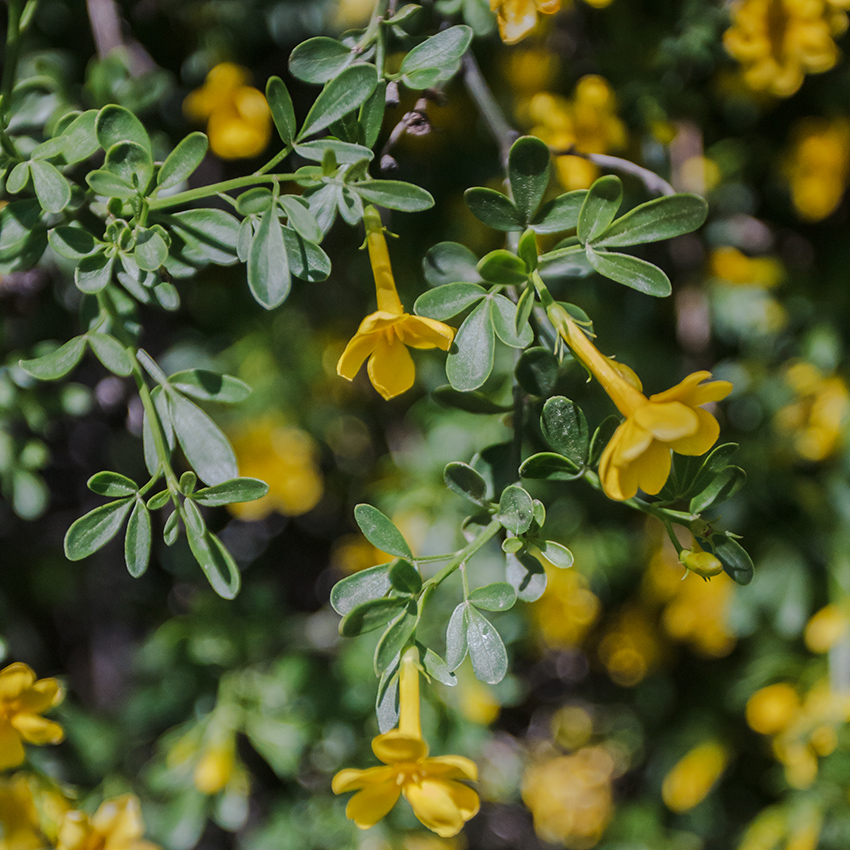 Image of Jasminum fruticans specimen.